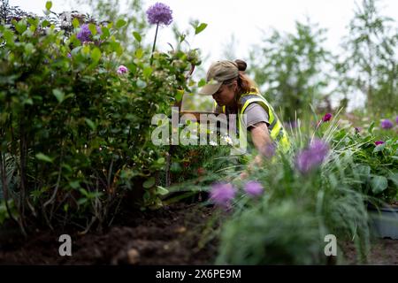 Die Vorbereitungen laufen vor der RHS Chelsea Flower Show im Royal Hospital Chelsea, London. Bilddatum: Donnerstag, 16. Mai 2024. Stockfoto