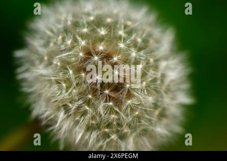 Löwenzahn-„Uhr“-Samenkopf Nahaufnahme (ziemlich silbrig weiß weich, zart, kugelförmige Kugel aus Samen, Bokeh-Effekt) - Yorkshire, England, Großbritannien. Stockfoto