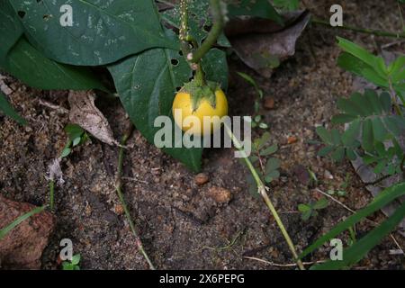 Blick auf eine reife gelbe, runde Auberginen-Frucht, die an einem Zweig hängt, der sich in Bodennähe befand. Die Auberginen-Frucht-tragende Pflanze ist ein Mitglied Stockfoto