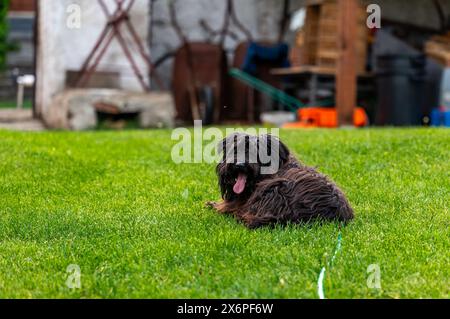 Kleiner glücklicher Kreuzungshund läuft auf Gras in einem kleinen Garten. Stockfoto