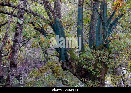 O Rexo Ecospace, malerische und skulpturale Intervention des Künstlers Agustín Ibarrola auf einen natürlichen Raum, Allariz, Ourense, Galicien, Spanien. Stockfoto