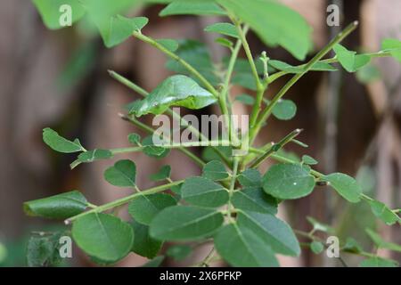 Seitenansicht eines grünen Schmetterlings Chrysalis, der zum Mormonenfalter (Papilio polytes) gehört und unter einem Curryblattstiel hängt. Stockfoto