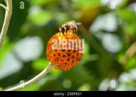 Eine Biene bestäubt eine orangene Kugelbaumblüte (Buddleja globosa) im Vereinigten Königreich, 2020. Quelle: Vuk Valcic / Alamy Stockfoto