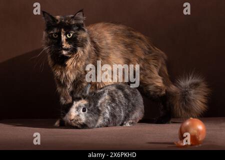 Braune Katze, die neben braunem Kaninchen steht, auf braunem Hintergrund im Atelier und Bogen Stockfoto