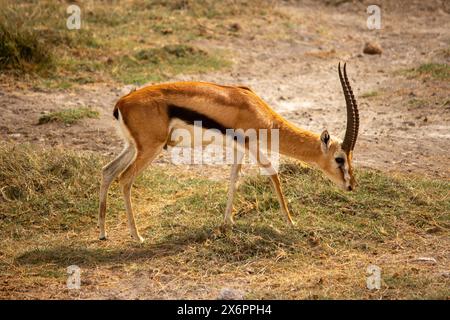 Ein einsamer männlicher Thomson's Gazelle weidet im Amboseli National Park, Kenia Stockfoto