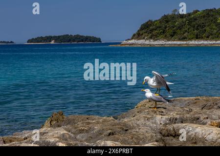 Zwei Möwen sitzen auf den Steinen am Meer, die Paarungszeit der Vögel in Kroatien an der Adria Stockfoto