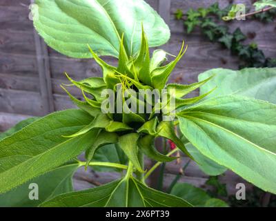 Sonnenblumenknospe im Sommer Stockfoto