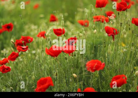Feld von roten Mohnblumen im Frühjahr Stockfoto