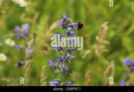 Viper-Glanzpflanze (Echium vulgare) Stockfoto