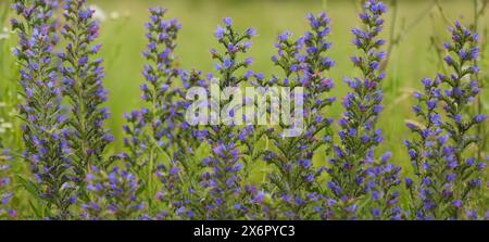 Viper-Glanzpflanze (Echium vulgare) Stockfoto