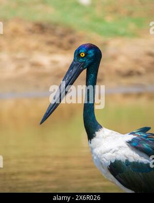 Weiblicher Schwarzhalsstorch, Nahaufnahme Porträt, wunderschöne Safari Sichtung im Yala National Park. Der größte und seltenste Vogel Sri Lankas. Stockfoto