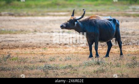 Wilder Wasserbüffel (Bubalus bubalis), auch asiatischer Büffel genannt, steht auf einem ausgetrockneten, matschigen Feld, das man im Yala-Nationalpark sehen kann. Stockfoto