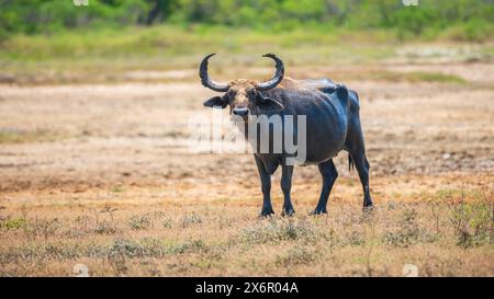 Wilder Wasserbüffel (Bubalus bubalis), auch asiatischer Büffel oder asiatischer Büffel genannt, der auf einem Feld steht und in die Kamera blickt, natürlicher Lebensraum aufgenommen Stockfoto