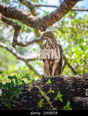 Kammbarsch (Nisaetus cirrhatus) im Yala-Nationalpark. Stockfoto