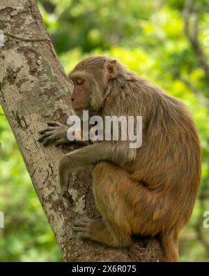 Zärtliche Momente Mutter liebt ihr Baby auf ihrem Schoß Rhesus Macaque oder Macaca mulatta Affen Mutter und Baby im Kuschelmoment Verhalten auf Baum ruht Stockfoto