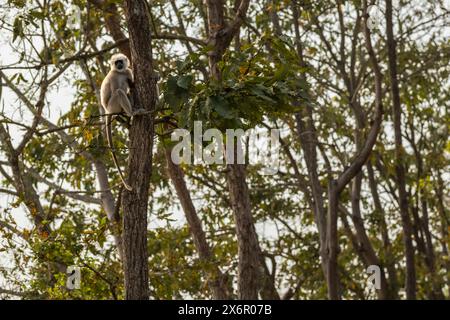 Tarai Gray langur oder Semnopithecus hector, der während der Wintersaison hoch auf einem Baum sitzt, während der Safari-Pilibhit-Nationalpark-Wald-Tigerreservat uttar pradesh Stockfoto