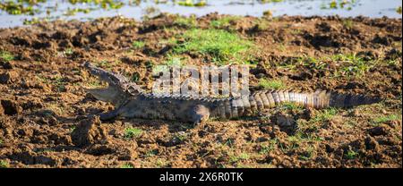 Im Yala National Park klafft ein Räuberkrokodil am schlammigen Wasser. Stockfoto