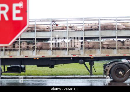 16. Mai 2024, Passo Fundo, Rio Grande do Sul, Brasilien: Passo Fundo (RS), 05/16/2024 - TRANSPORT/LIVE CARGO/CLIMATE/COLD/PASSO FUNDO/RS - LKW transportiert Lebendladung von Schweinen an einem regnerischen Tag, in der Gemeinde Passo Fundo in Rio Grande do Sul, diesen Donnerstag (16). (Foto: Rafael Dalbosco/Thenews2/Zumapress) (Foto: © Rafael Dalbosco/TheNEWS2 via ZUMA Press Wire) NUR REDAKTIONELLE VERWENDUNG! Nicht für kommerzielle ZWECKE! Stockfoto