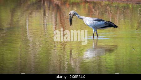 Asiatischer Openbill Stork jagt im Yala-Nationalpark auf flachen Gewässern. Stockfoto