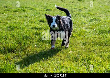 Junger Border Collie, der in der Frühlingssonne durch ein taufreiches Grasfeld läuft. Stockfoto