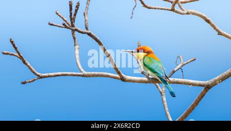 Wunderschöner kastanienköpfiger Bienenfresser (Merops leschenaulti) Barsch isoliert vor klarem blauem Himmel im Yala Nationalpark Stockfoto