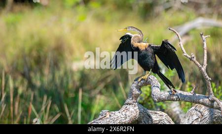 Oriental Darter trocknete sich mit ausgestreckten Flügeln auf einem umgestürzten Baum im Yala-Nationalpark. Stockfoto