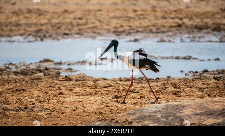 Schwarzhalsstorch auf der Nahrungssuche in der Nähe des austrocknenden Sees im Yala-Nationalpark. Stockfoto