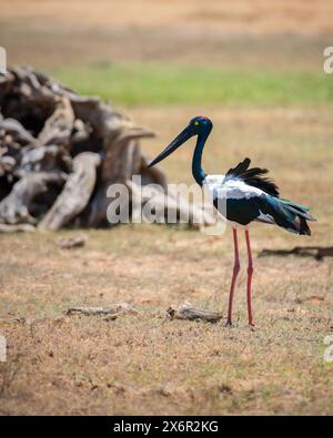 Schwarzhalsstorch im Yala-Nationalpark. Der größte und seltenste Vogel Sri Lankas. Stockfoto