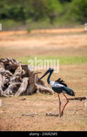 Schwarzhalsstorch im Yala-Nationalpark. Der größte und seltenste Vogel Sri Lankas. Stockfoto