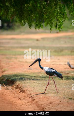 Schwarzhalsstorch, seltene Sichtung im Yala-Nationalpark. Der größte Vogel in Sri Lanka. Stockfoto