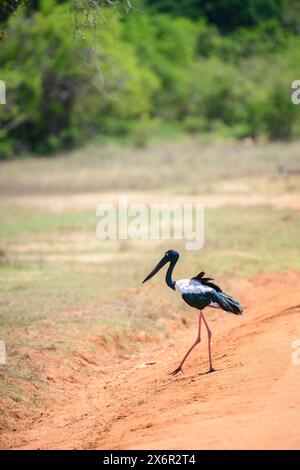 Schwarzhalsstorch überquert die Schotterstraße im Yala-Nationalpark. Der höchste und seltenste Vogel Sri Lankas. Stockfoto