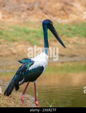 Schwarzhalsstorch auf der Suche am Flachwasserteich im Yala-Nationalpark. Nahaufnahme des Porträtfotos des höchsten und seltensten Vogels in Sri Lanka. Stockfoto