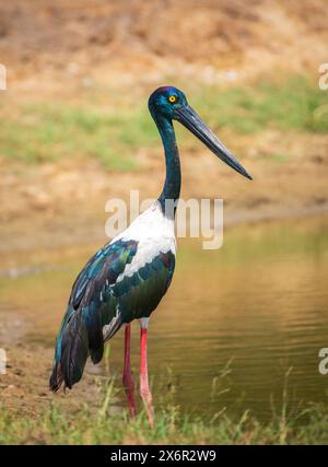 Schwarzhalsstorch im Yala-Nationalpark. Der größte und seltenste Vogel Sri Lankas. Stockfoto