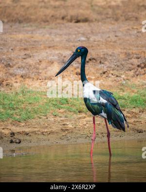 Schwarzhalsstorch auf der Suche am Flachwasserteich im Yala-Nationalpark. Porträtfoto des größten und seltensten Vogels in Sri Lanka. Stockfoto