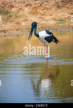 Schwarzhalsstorch auf der Suche am Flachwasserteich im Yala-Nationalpark. Porträtfoto des größten und seltensten Vogels in Sri Lanka. Stockfoto