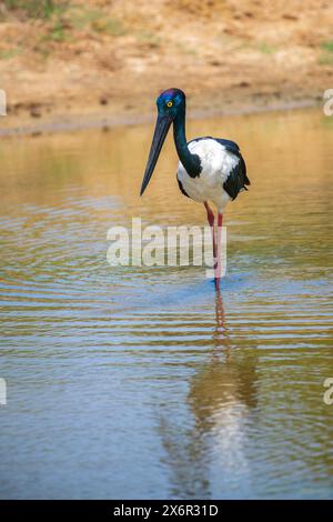 Schwarzhalsstorch-Angeln im Yala-Nationalpark. Der größte und seltenste Vogel Sri Lankas. Stockfoto