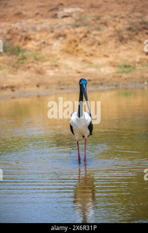 Schwarzhalsstorch auf der Suche am Flachwasserteich im Yala-Nationalpark. Porträtfoto des größten und seltensten Vogels in Sri Lanka. Stockfoto