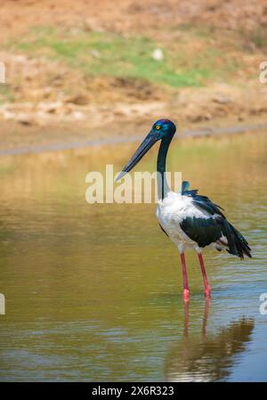 Schwarzhalsstorch auf der Suche am Flachwasserteich im Yala-Nationalpark. Porträtfoto des größten und seltensten Vogels in Sri Lanka. Stockfoto