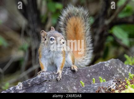 Rotes Eichhörnchen, das im Frühjahr auf einem Felsen thront Stockfoto