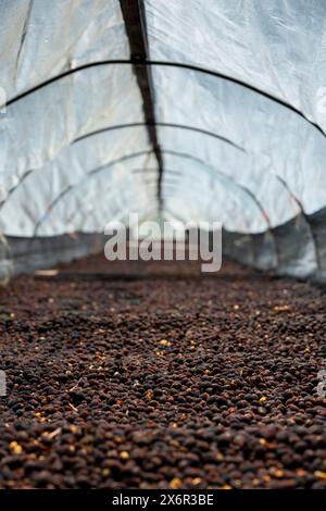 Kaffeekirschen nach der Ernte, der Trockenprozess, die natürliche Verarbeitung ist eine besondere Möglichkeit, Kaffee zu verarbeiten, Boquete, Panama – Stockfoto Stockfoto