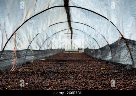Kaffeekirschen nach der Ernte, der Trockenprozess, die natürliche Verarbeitung ist eine besondere Möglichkeit, Kaffee zu verarbeiten, Boquete, Panama – Stockfoto Stockfoto