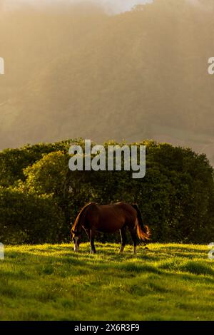 Vollblut-Pferd weidet im Abendlicht – Stockfoto Stockfoto