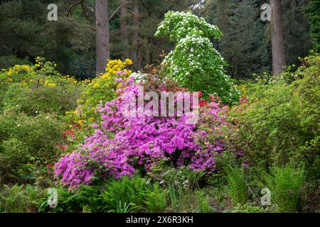 Azaleen und Dogwood blühen am Rande eines Waldgartens im späten Frühjahr in Großbritannien. Stockfoto