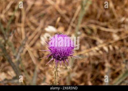 Gesegnete Milchdistel Blumen auf dem Feld, Nahaufnahme. Silybum-Marihuanum-Heilmittel, Mariendistel, Mariendistel, Mariendistel, Cardus mar Stockfoto