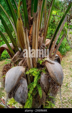 Nahaufnahme der Samenkästen eines Palmoil-Baumes (Elaeis guineensis) Stockfoto
