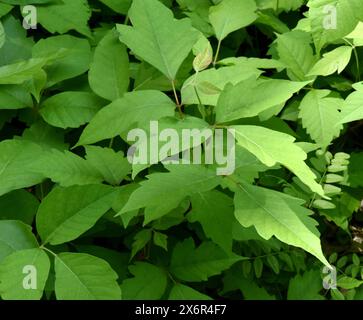 Giftsumach, Rhus radicans waechst als Strauch, ist aber auch in der Lage mit seinen Haftwurzeln zu klettern. Giftsumak, Rhus radicans wächst wie ein Sch Stockfoto