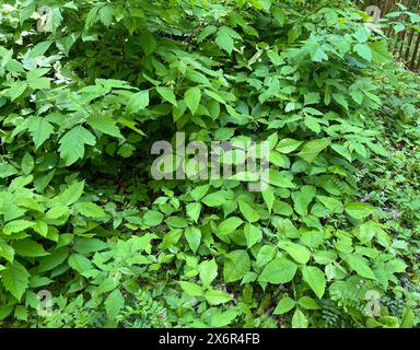 Giftsumach, Rhus radicans waechst als Strauch, ist aber auch in der Lage mit seinen Haftwurzeln zu klettern. Giftsumak, Rhus radicans wächst wie ein Sch Stockfoto