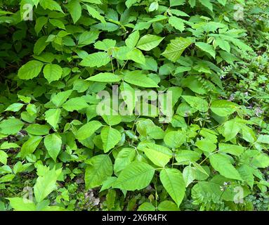 Giftsumach, Rhus radicans waechst als Strauch, ist aber auch in der Lage mit seinen Haftwurzeln zu klettern. Giftsumak, Rhus radicans wächst wie ein Sch Stockfoto