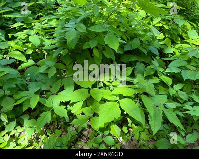 Giftsumach, Rhus radicans waechst als Strauch, ist aber auch in der Lage mit seinen Haftwurzeln zu klettern. Giftsumak, Rhus radicans wächst wie ein Sch Stockfoto