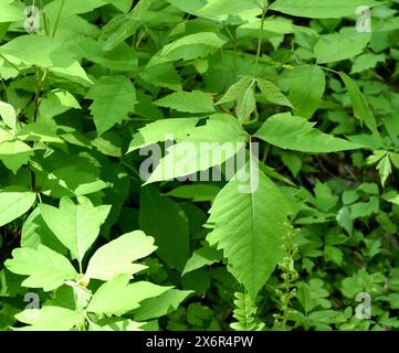 Giftsumach, Rhus radicans waechst als Strauch, ist aber auch in der Lage mit seinen Haftwurzeln zu klettern. Giftsumak, Rhus radicans wächst wie ein Sch Stockfoto